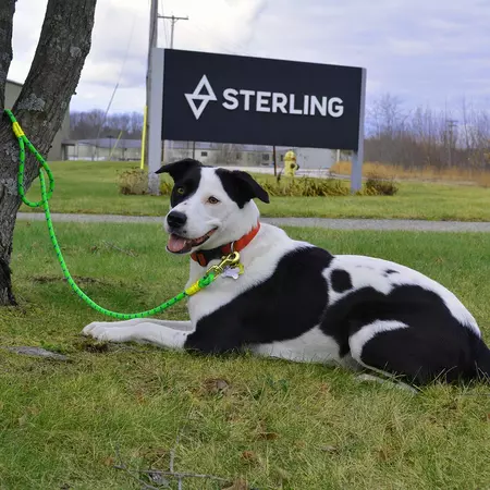 Sterling Rope Dog Leash - Image 2